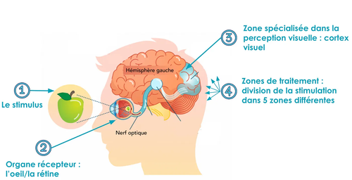 Schéma d'un visage vu de côté qui regarde une pomme. Un numéro 1 est relié par une flèche à la pomme et est nommé "Le stimulus". Le numéro deux est relié à l'oeil et est nommé "Organe récepteur : l'oeil, la rétine". Le numéro 3 est relié à une aire du cerveau et est nommé "Zone spécialisée dans la perception visuelle : cortex visuel". Enfin, le numéro  4 est relié à la même zone et est nommé "Zones de traitement : division de la stimulation dans 5 zones différentes"