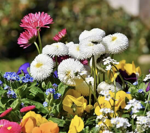 Cultivons notre jardin - Candide